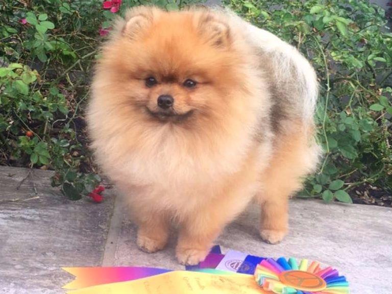 CastleTop's Pomeranians Pomeranian Puppies For Sale