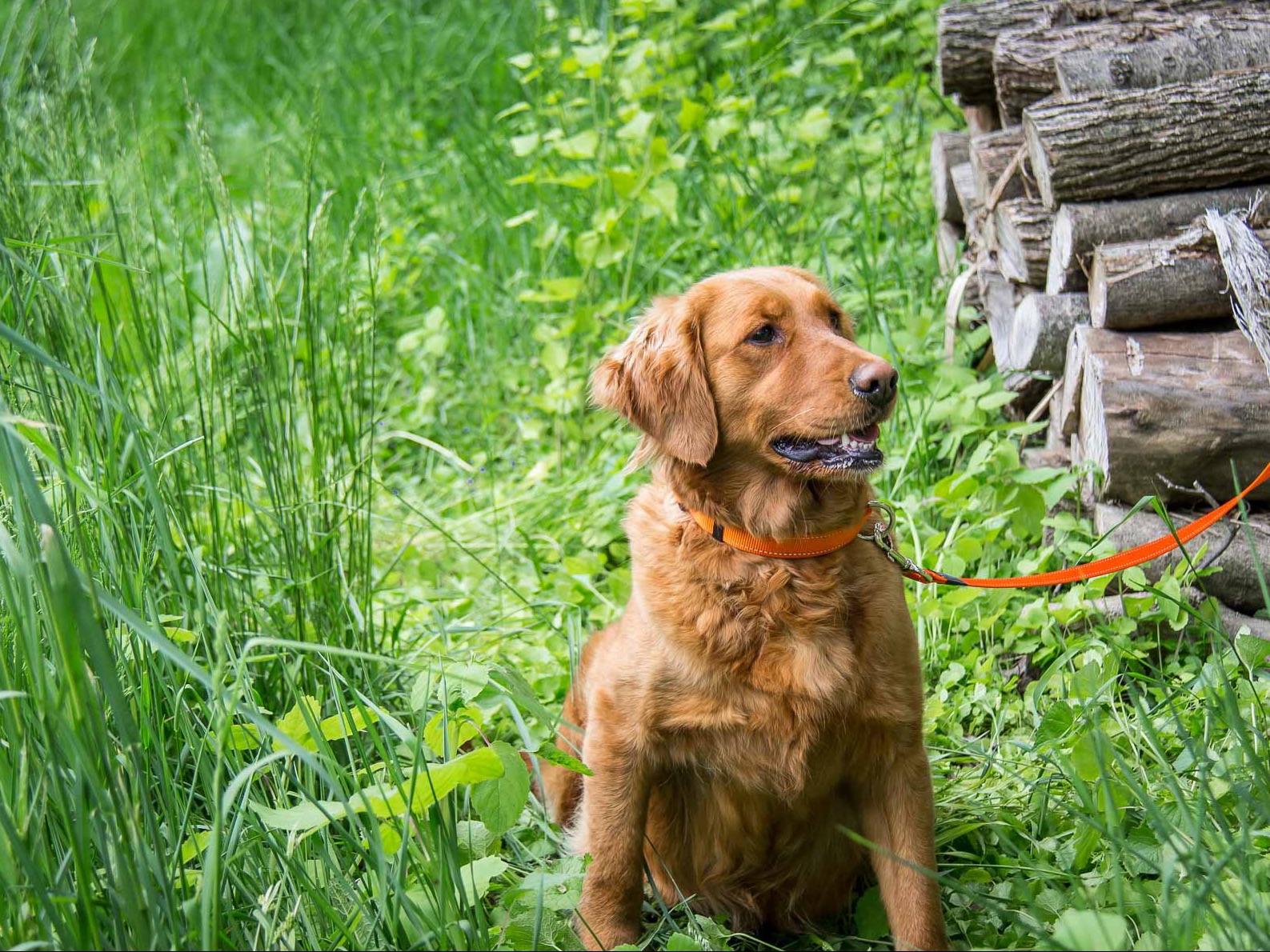 Buckeye Golden Retrievers Puppies For Sale
