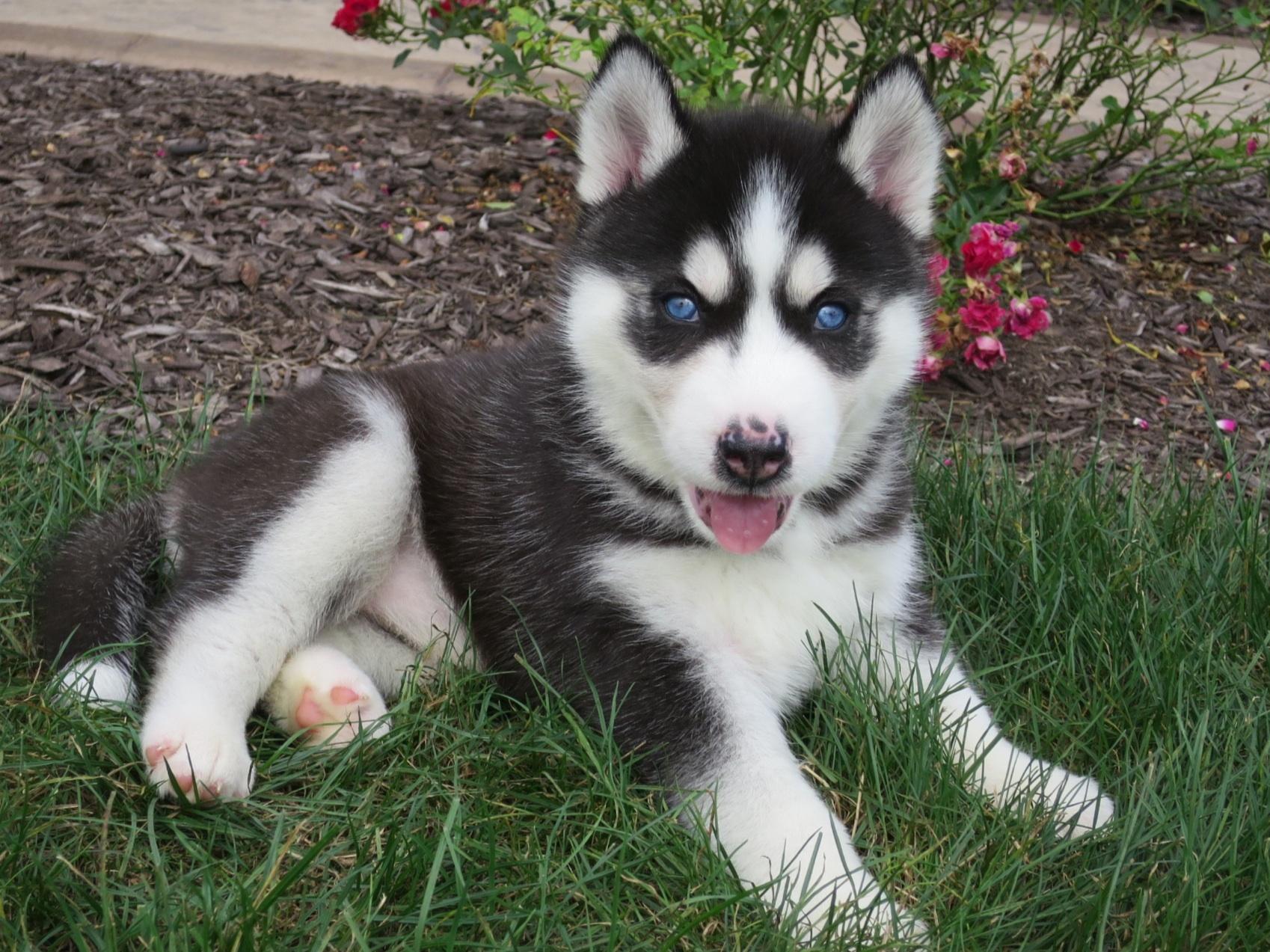 american husky puppies siberian husky bulldog puppies for sale breeds picture american husky puppies siberian husky bulldog puppies for sale breeds picture