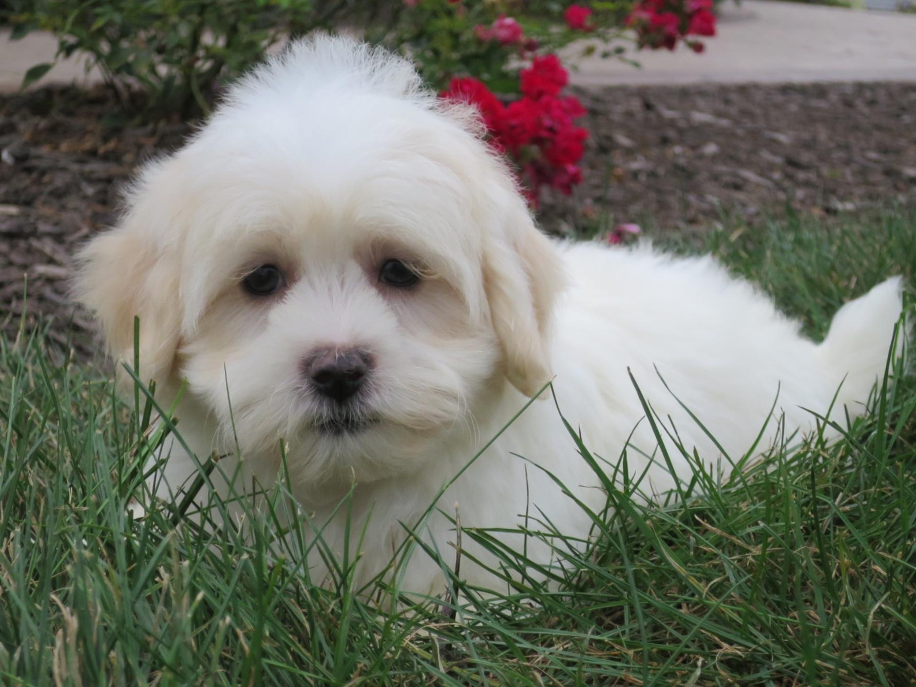 coton puppies available coton de tulear for sale by dave chupp puppies american kennel club coton puppies available coton de tulear for sale by dave chupp puppies american kennel club
