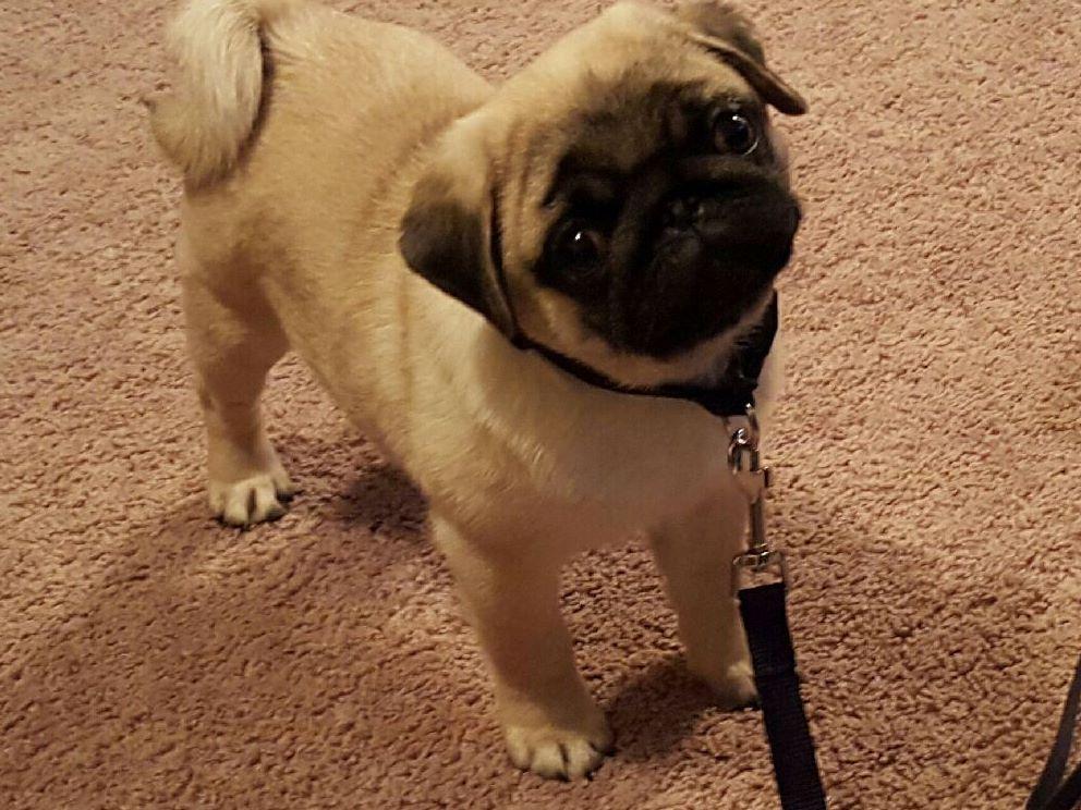 dillpepah pugs coleman pug puppies for sale dillpepah pugs coleman pug puppies for sale