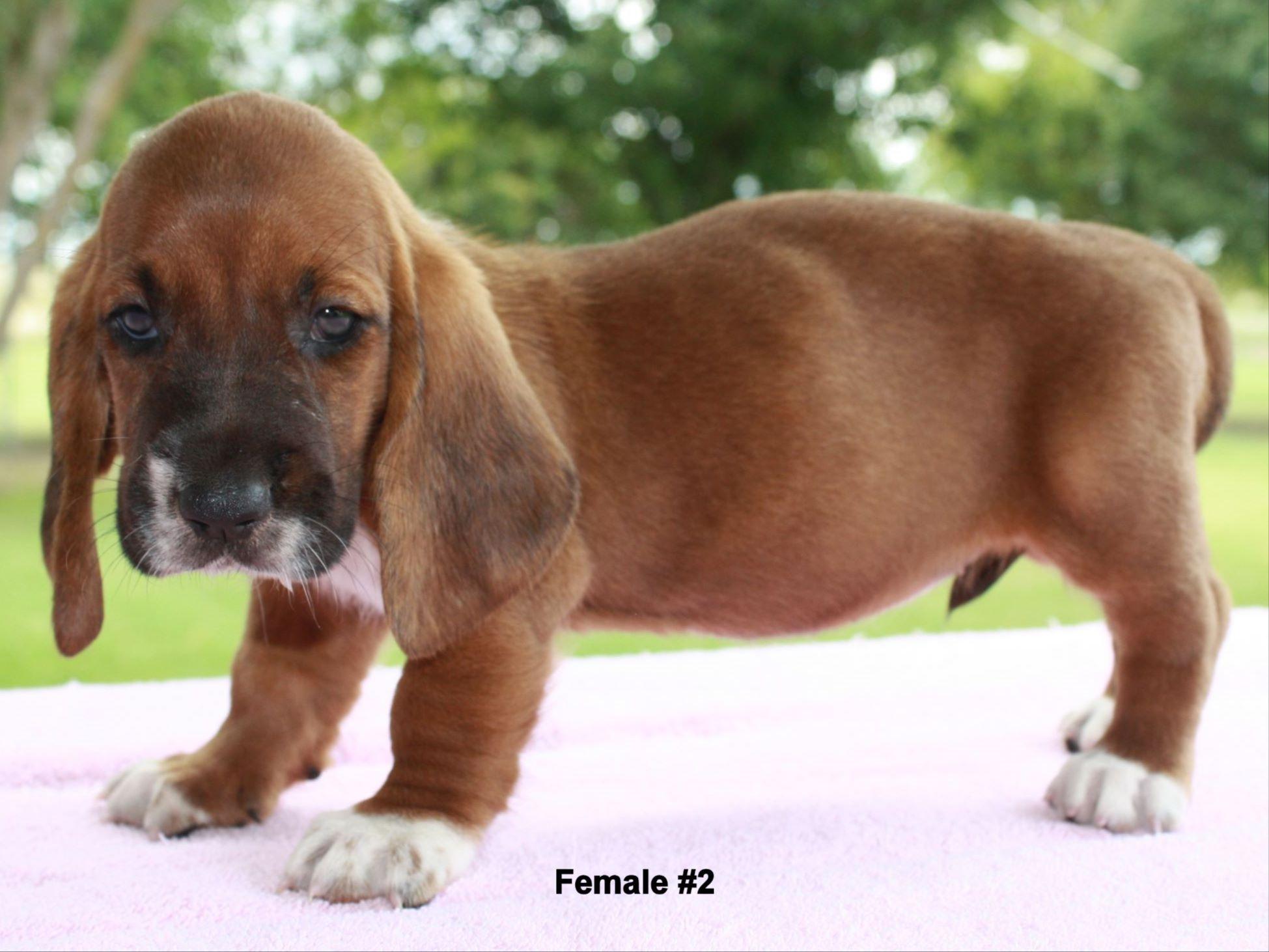 Basset Hound For Sale by Rusty Reid American Kennel Club