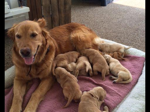 kathy s golden retrievers kathy lorson breeders meyersdale pa kathy s golden retrievers kathy lorson breeders meyersdale pa