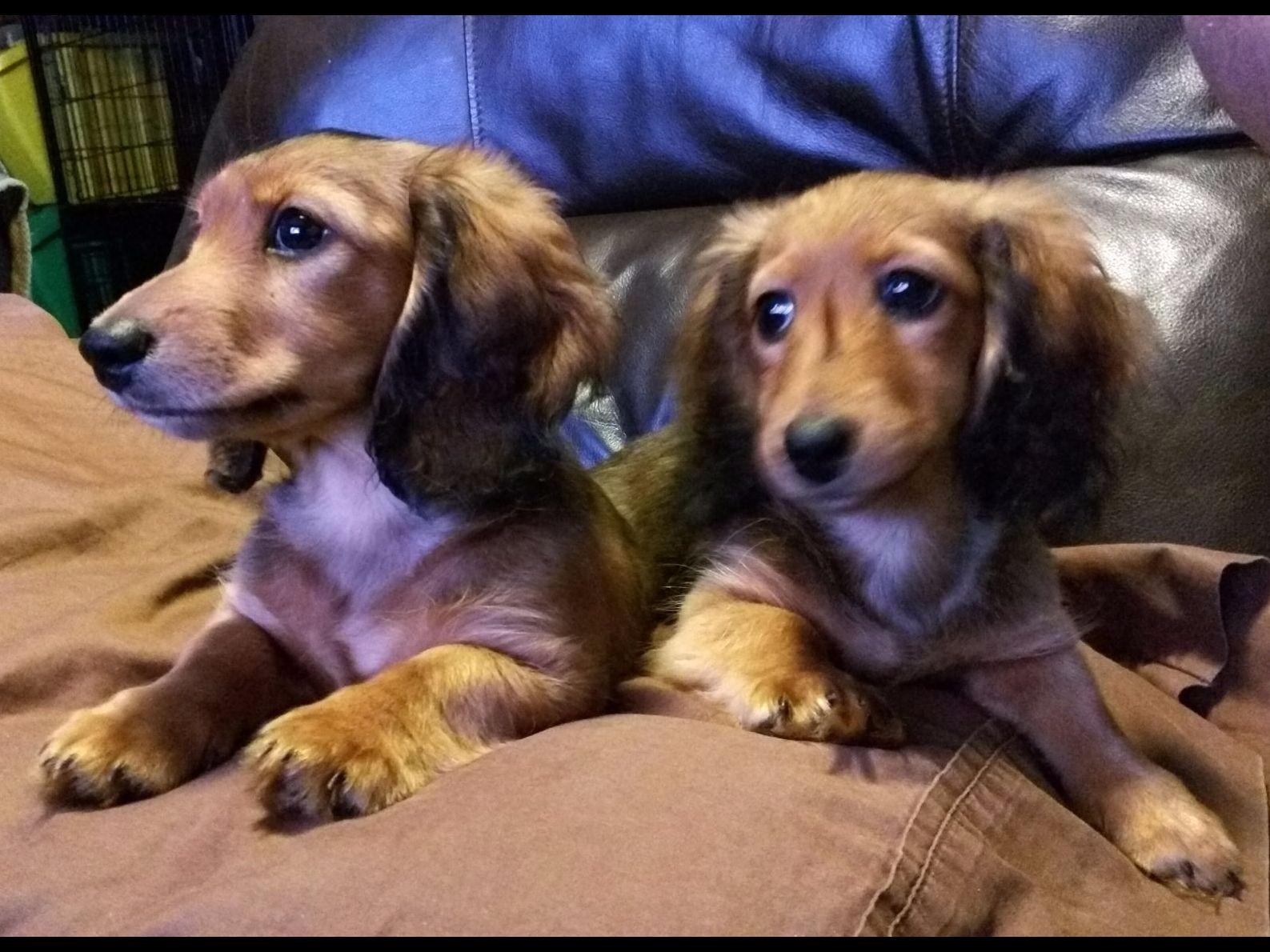dachshund puppies houston rabows dachshunds breeders houston tx dachshund puppies houston rabows dachshunds breeders houston tx