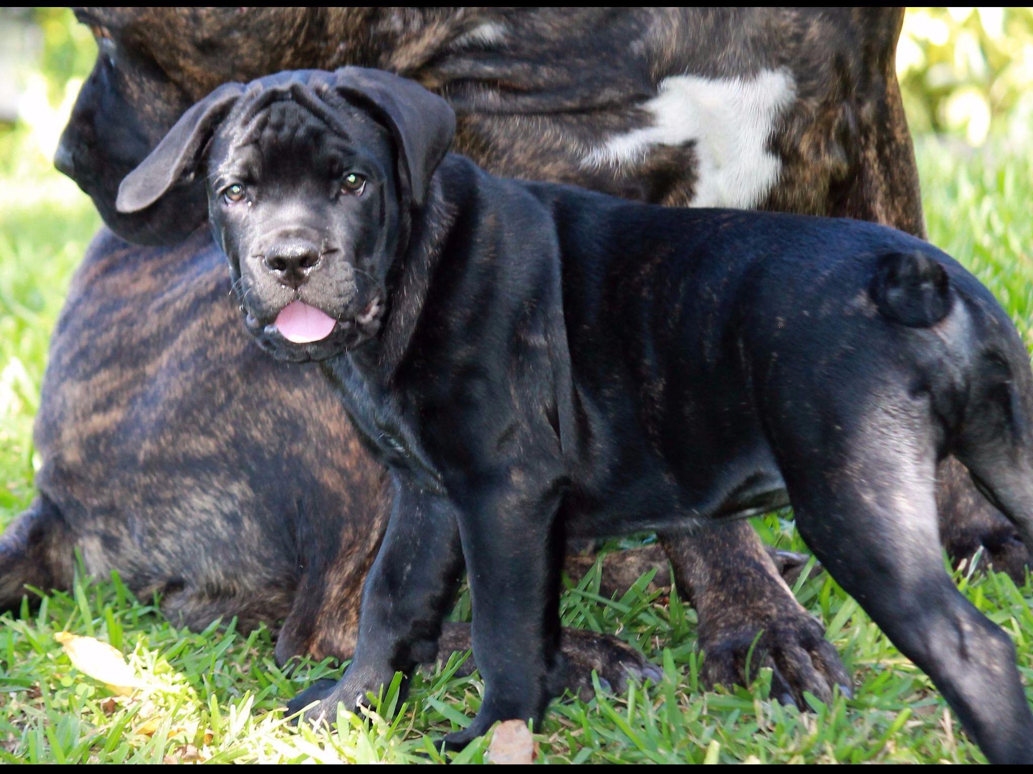 Numenor Kennels Cane Corso Cane Corso Puppies For Sale