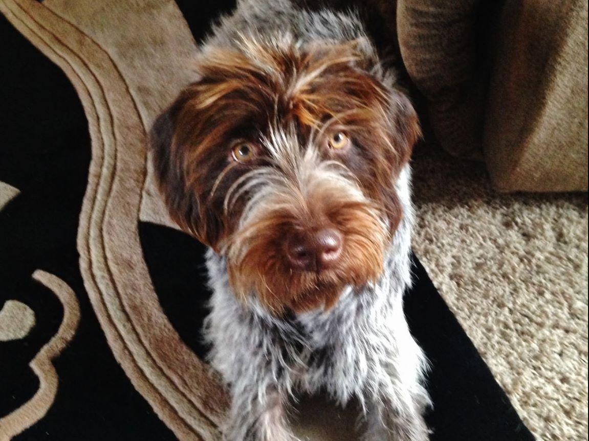 wirehaired pointing griffon stuffed animal