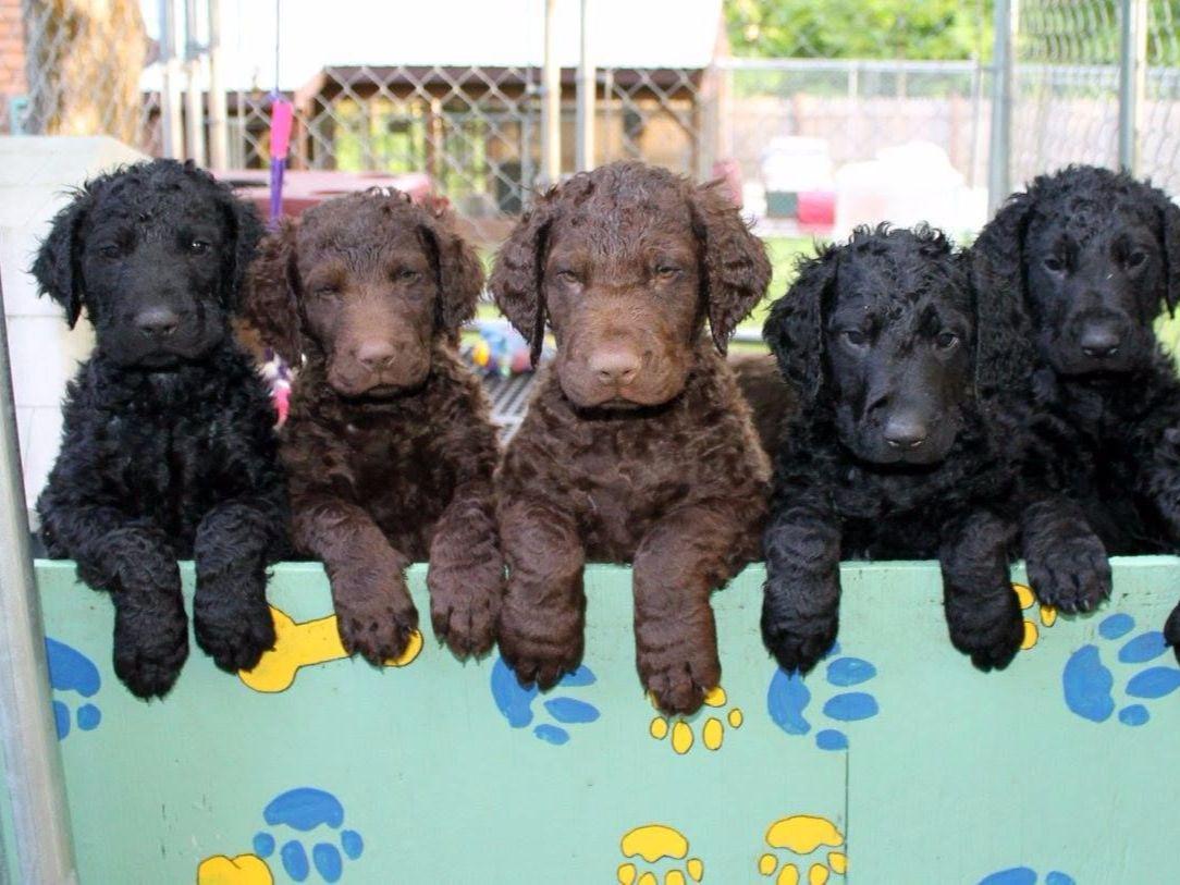 SoftMaple Curly Coated Retrievers Dog Breeders Croghan, NY