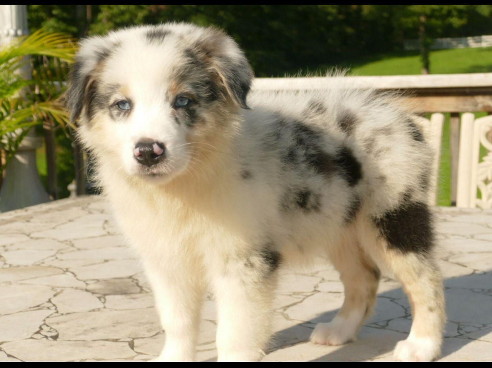 Australian Shepherd For Sale by Champion Aussies American Kennel Club
