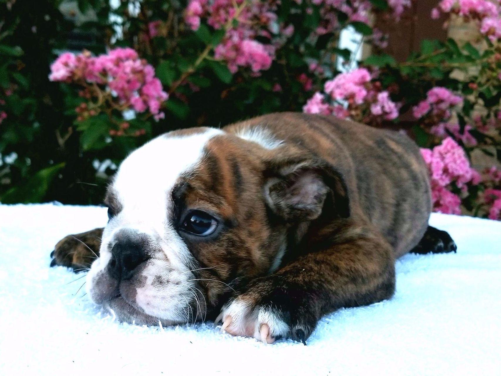 bulldog puppies for sale in dallas dallas bulldogs bulldog puppies for sale bulldog puppies for sale in dallas dallas bulldogs bulldog puppies for sale