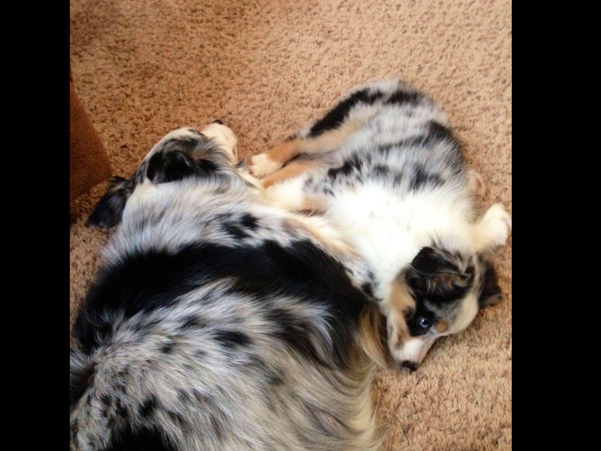 5 month old miniature australian shepherd dave u0026 mary gesser australian shepherd puppies for sale 5 month old miniature australian shepherd dave u0026 mary gesser australian shepherd puppies for sale