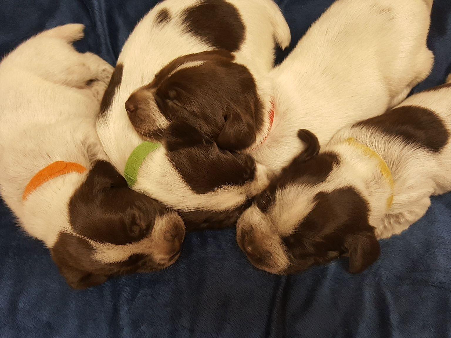 german shorthaired pointer puppies sc saluda river kennels a p johnson breeders greenville sc german shorthaired pointer puppies sc saluda river kennels a p johnson breeders greenville sc