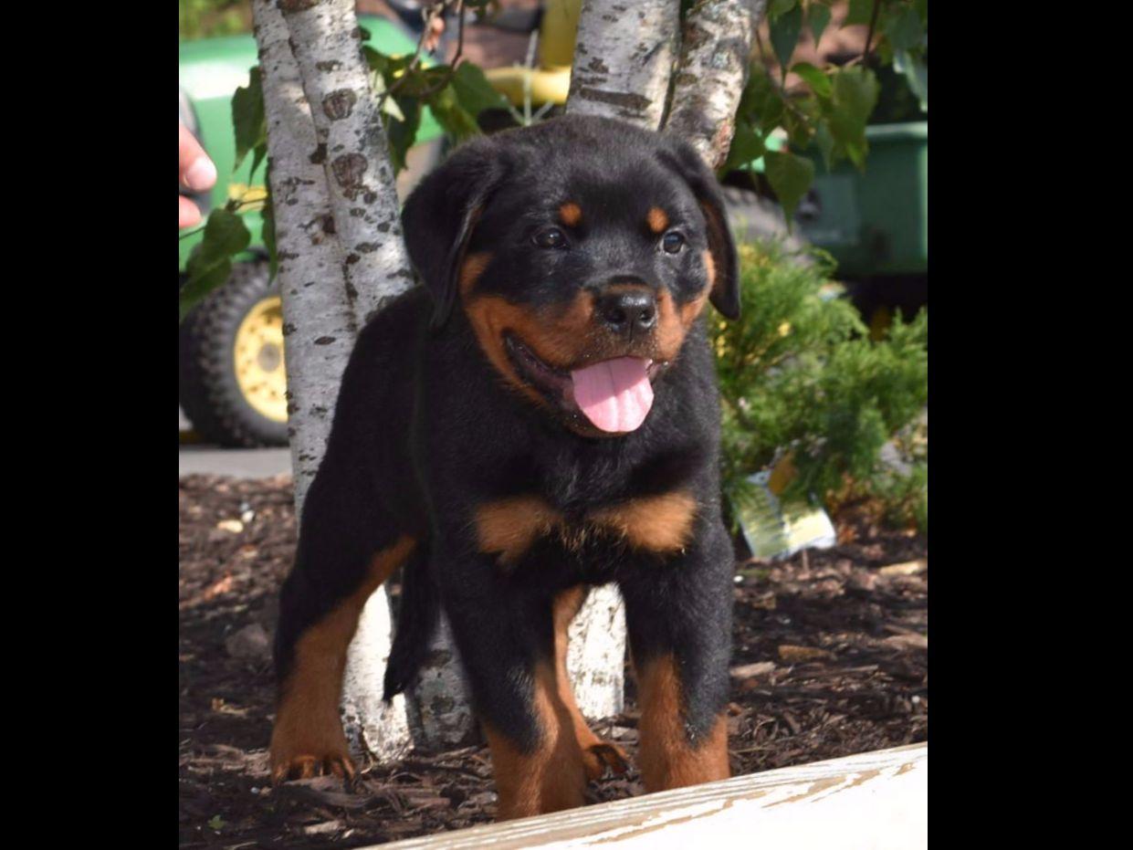 Rottweiler For Sale by Von Haus Fischer Rottweilers American Kennel Club