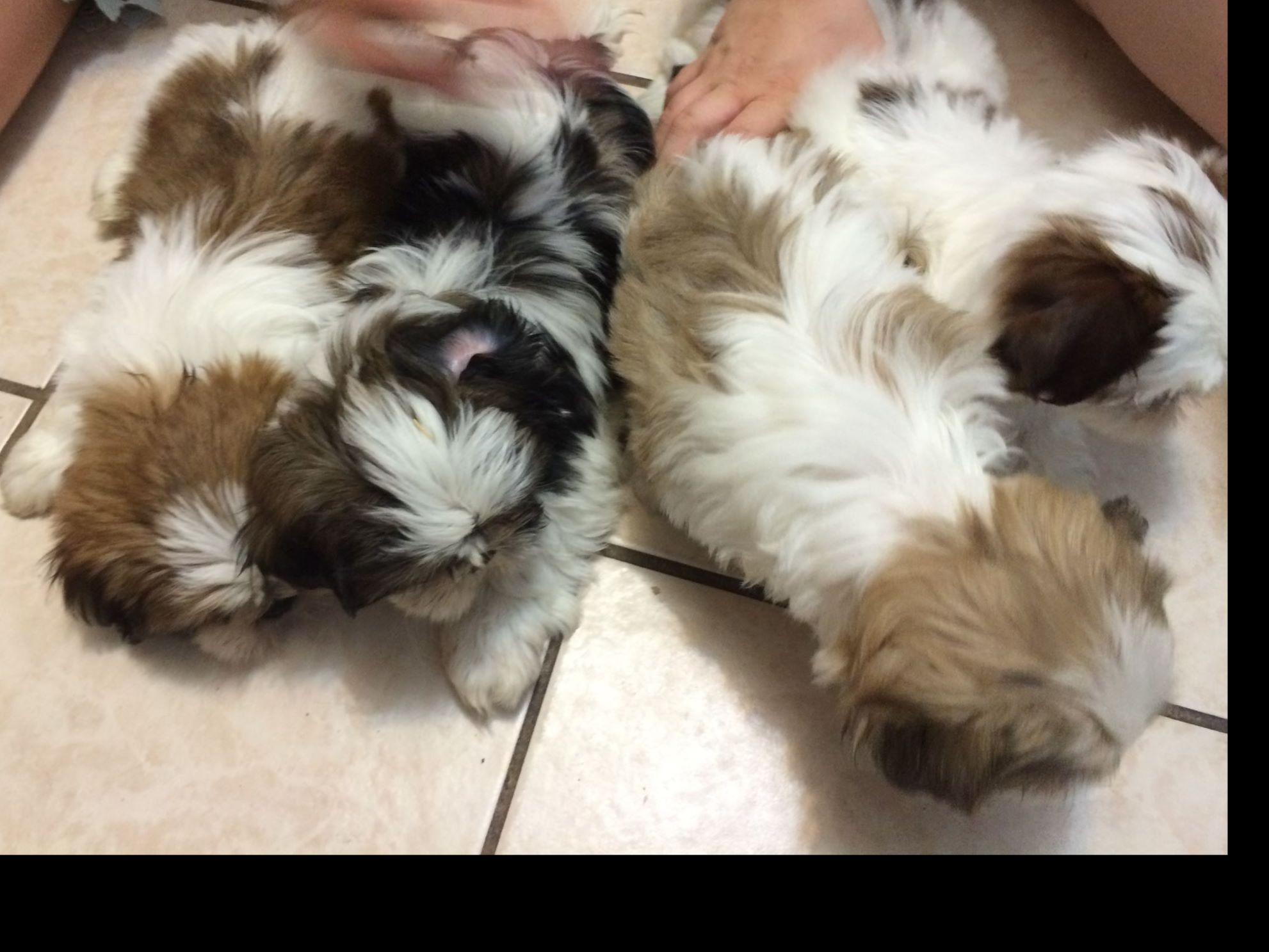 Shih Tzu For Sale by Paul Calloway American Kennel Club