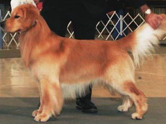magik golden retrievers golden retriever for sale by and rosa blair american kennel club magik golden retrievers golden retriever for sale by and rosa blair american kennel club