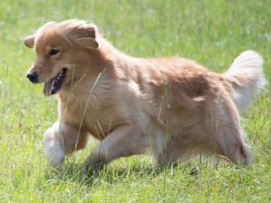 magik golden retrievers golden retriever for sale by and rosa blair american kennel club magik golden retrievers golden retriever for sale by and rosa blair american kennel club