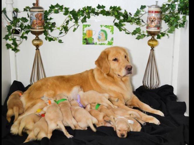 magik golden retrievers golden retriever for sale by and rosa blair american kennel club magik golden retrievers golden retriever for sale by and rosa blair american kennel club