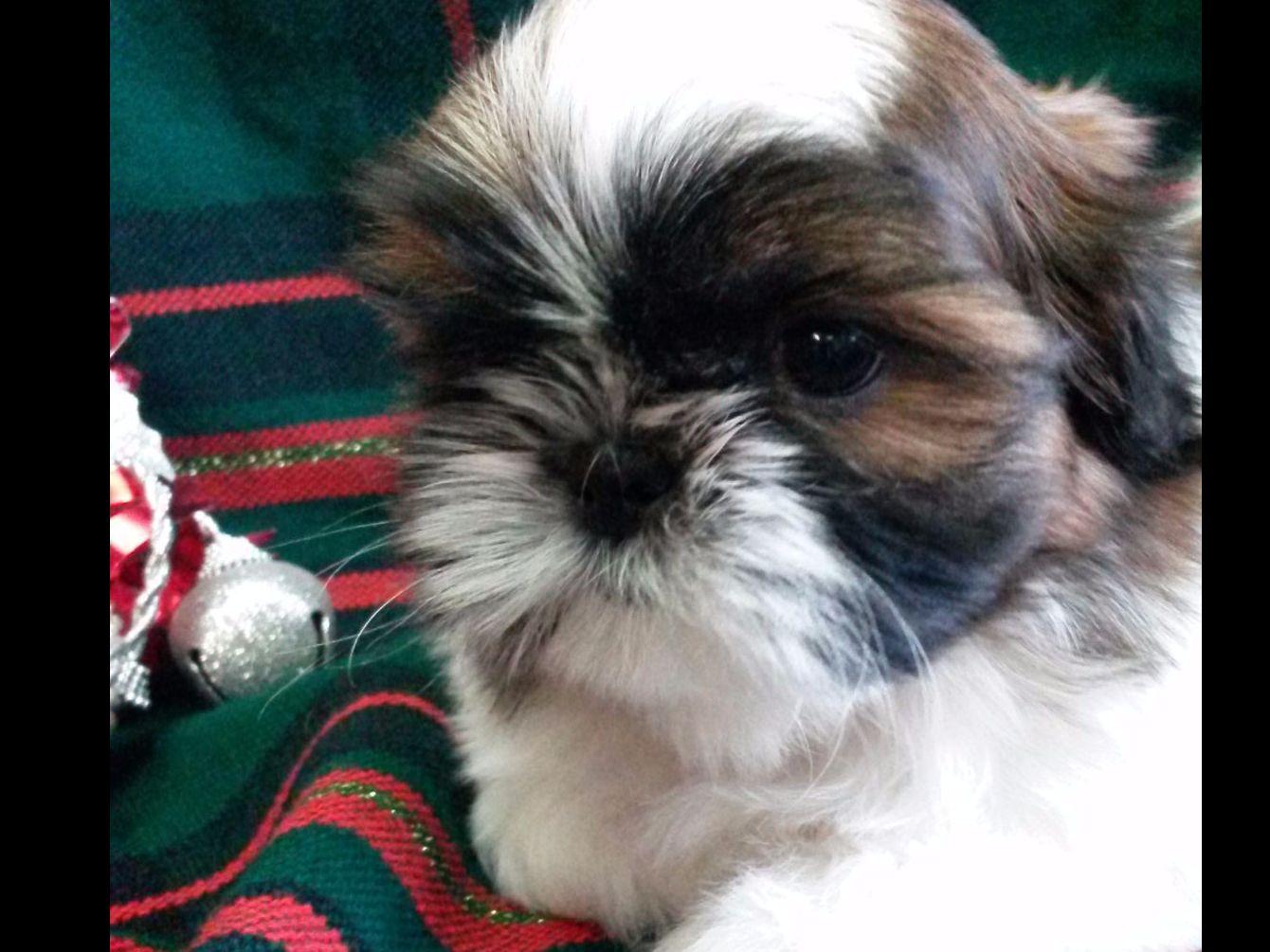 Jill Ryan - MIRALAN SHIH TZU - Shih Tzu Puppies For Sale Jill Ryan - MIRALAN SHIH TZU - Shih Tzu Puppies For Sale