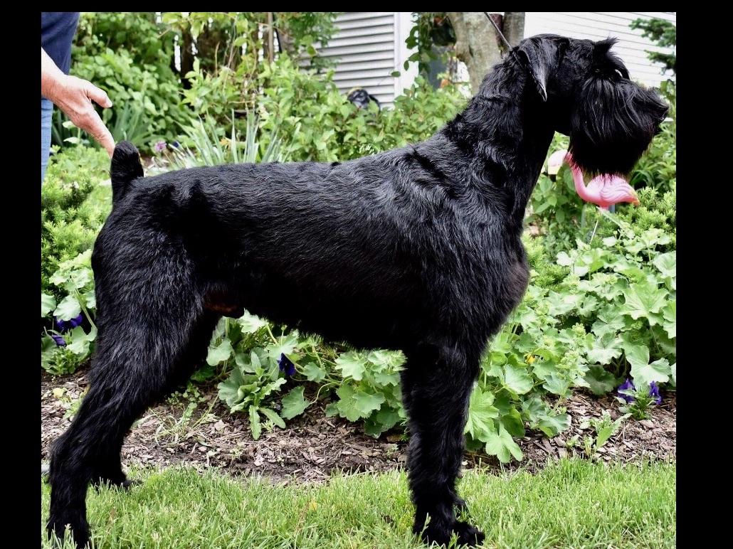 Classic Giant Schnauzers Of Easentaigh * AKC Breeder Of Merit Puppies For Sale