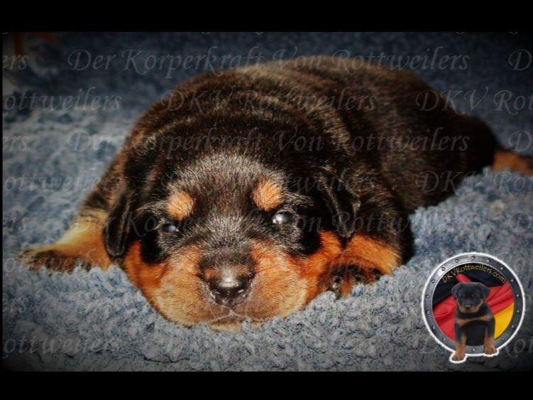 german rottweiler puppies for sale in ga rottweiler for sale by german rottweiler puppies for sale american kennel club german rottweiler puppies for sale in ga rottweiler for sale by german rottweiler puppies for sale american kennel club