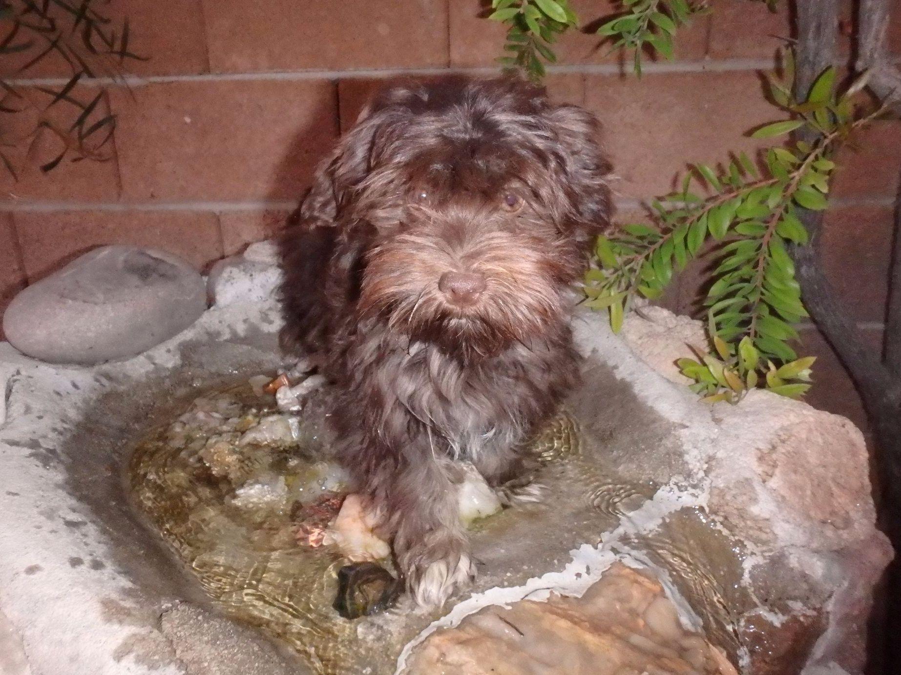 havanese rescue az havanese az barkn wiggles havanese puppies for sale havanese rescue az havanese az barkn wiggles havanese puppies for sale