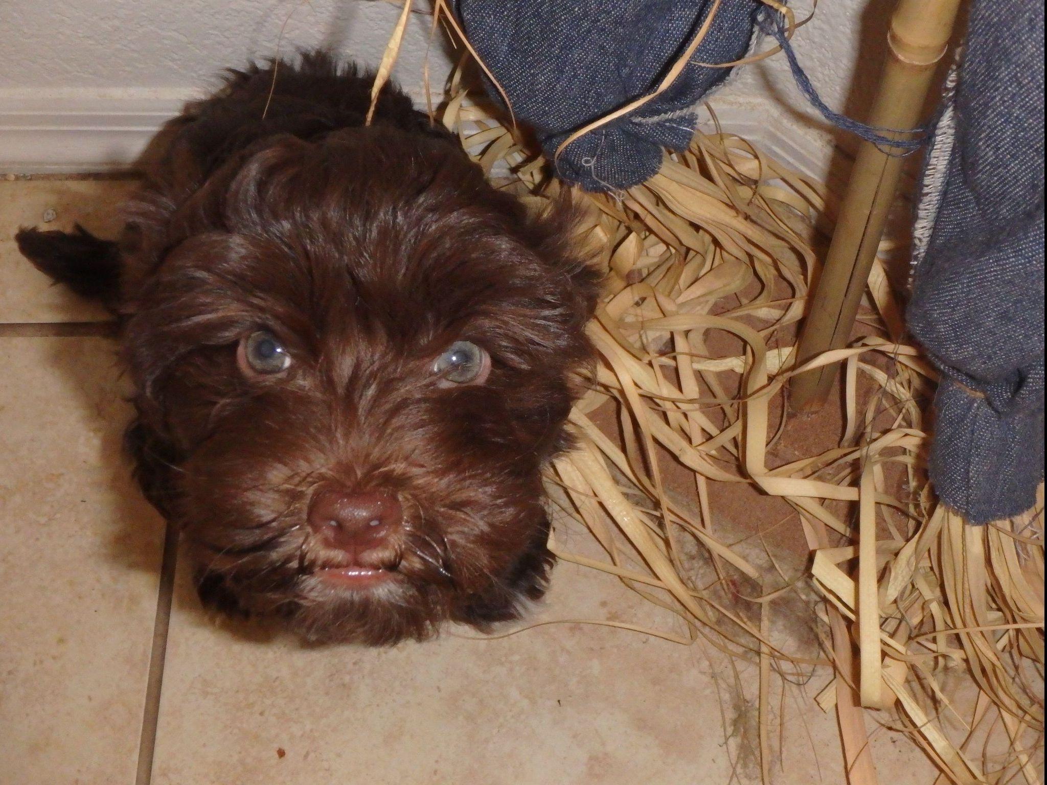 havanese rescue az havanese az barkn wiggles puppies for sale havanese rescue az havanese az barkn wiggles puppies for sale
