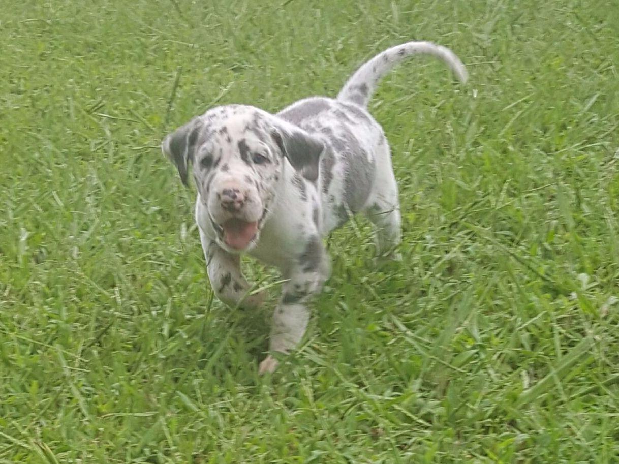 great dane puppies nc grecian great danes breeders new nc great dane puppies nc grecian great danes breeders new nc