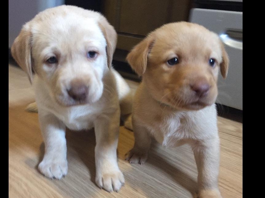 Coyote Sky Labradors Labrador Retriever Puppies For Sale
