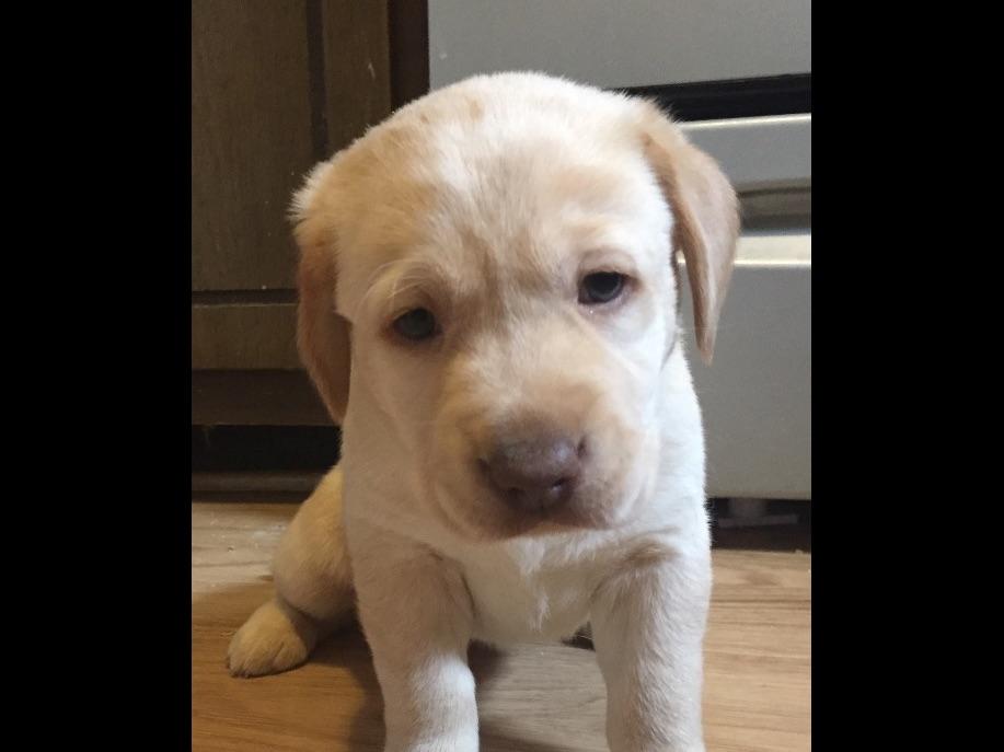 Coyote Sky Labradors Labrador Retriever Puppies For Sale