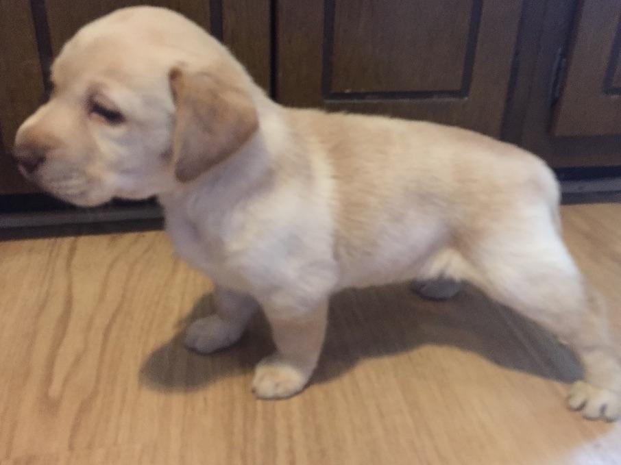 Coyote Sky Labradors Labrador Retriever Puppies For Sale