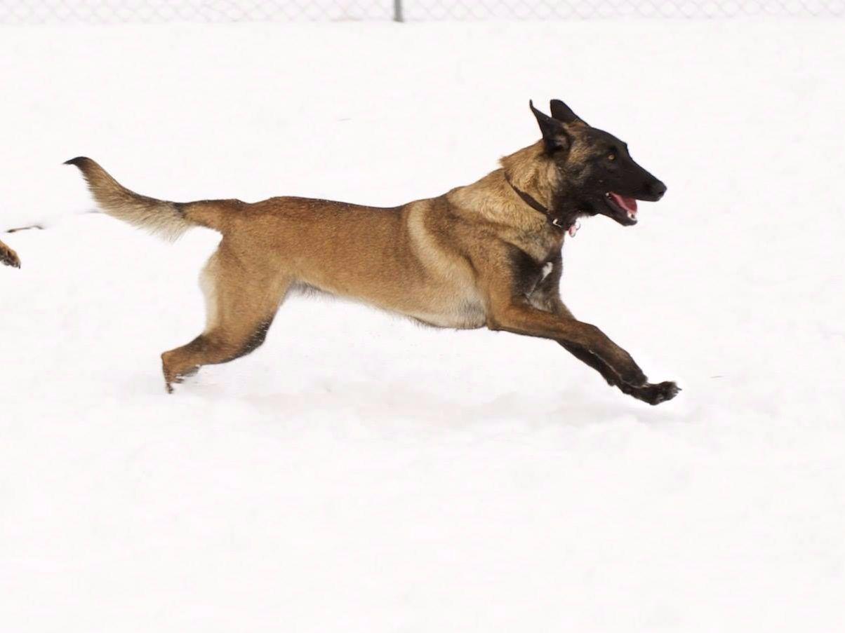 contes d hoffmann belgian malinois robert morehead at gunghok9 com belgian malinois puppies for sale contes d hoffmann belgian malinois robert morehead at gunghok9 com belgian malinois puppies for sale