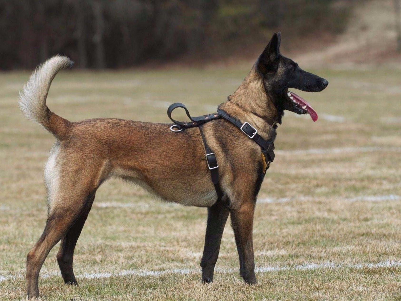 contes d hoffmann belgian malinois robert morehead at gunghok9 com belgian malinois puppies for sale contes d hoffmann belgian malinois robert morehead at gunghok9 com belgian malinois puppies for sale