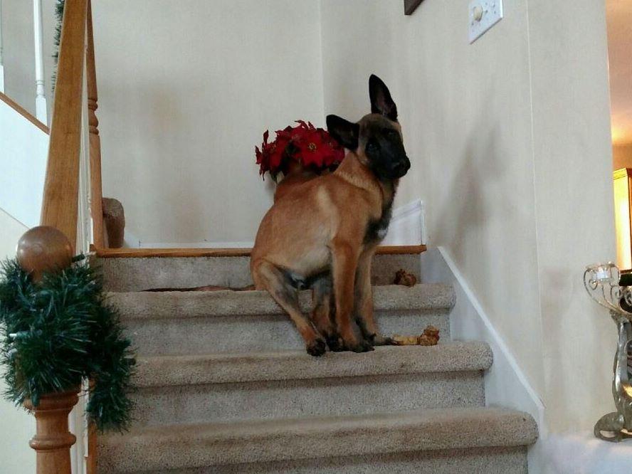 contes d hoffmann belgian malinois robert morehead at gunghok9 com belgian malinois puppies for sale contes d hoffmann belgian malinois robert morehead at gunghok9 com belgian malinois puppies for sale