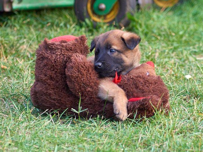 belgian sheepdog breeders michigan robert morehead at gunghok9 com belgian malinois puppies for sale belgian sheepdog breeders michigan robert morehead at gunghok9 com belgian malinois puppies for sale