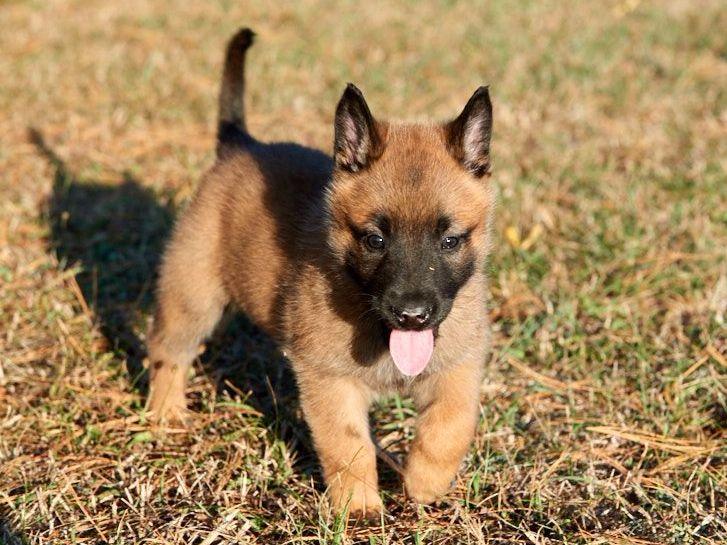 belgian sheepdog breeders michigan robert morehead at gunghok9 com belgian malinois puppies for sale belgian sheepdog breeders michigan robert morehead at gunghok9 com belgian malinois puppies for sale