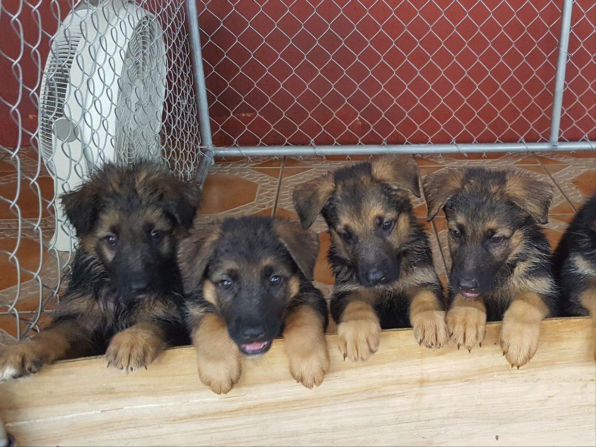 akc marketplace puppies german shepherd for sale by gustavo diaz american kennel club akc marketplace puppies german shepherd for sale by gustavo diaz american kennel club