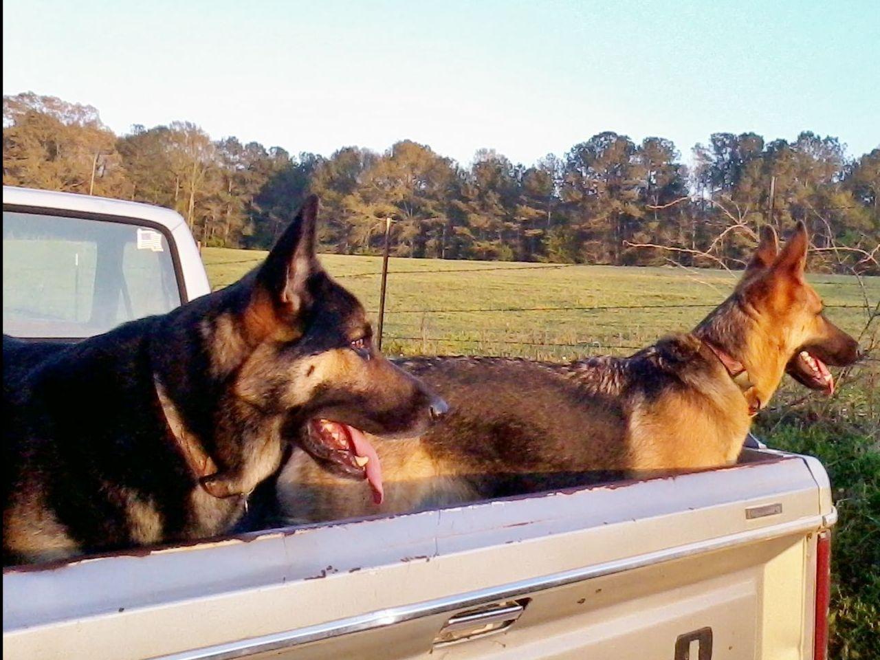 german shepherd puppies houston michael houston breeders rock ms german shepherd puppies houston michael houston breeders rock ms