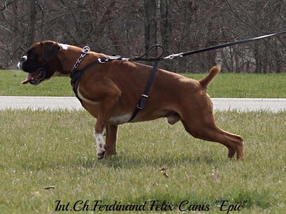 Boxer Dogs For Sale Cincinnati Boxer Dogs For Sale Cincinnati