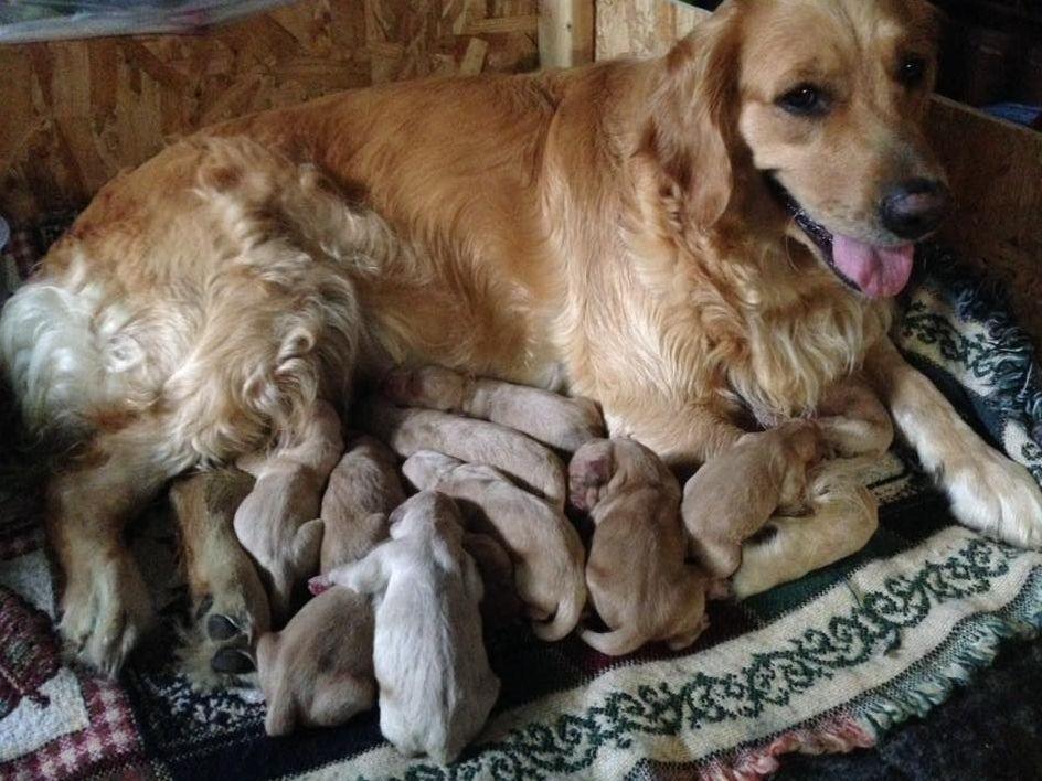 golden retriever breeder ny tina kellar breeders ogdensburg ny golden retriever breeder ny tina kellar breeders ogdensburg ny