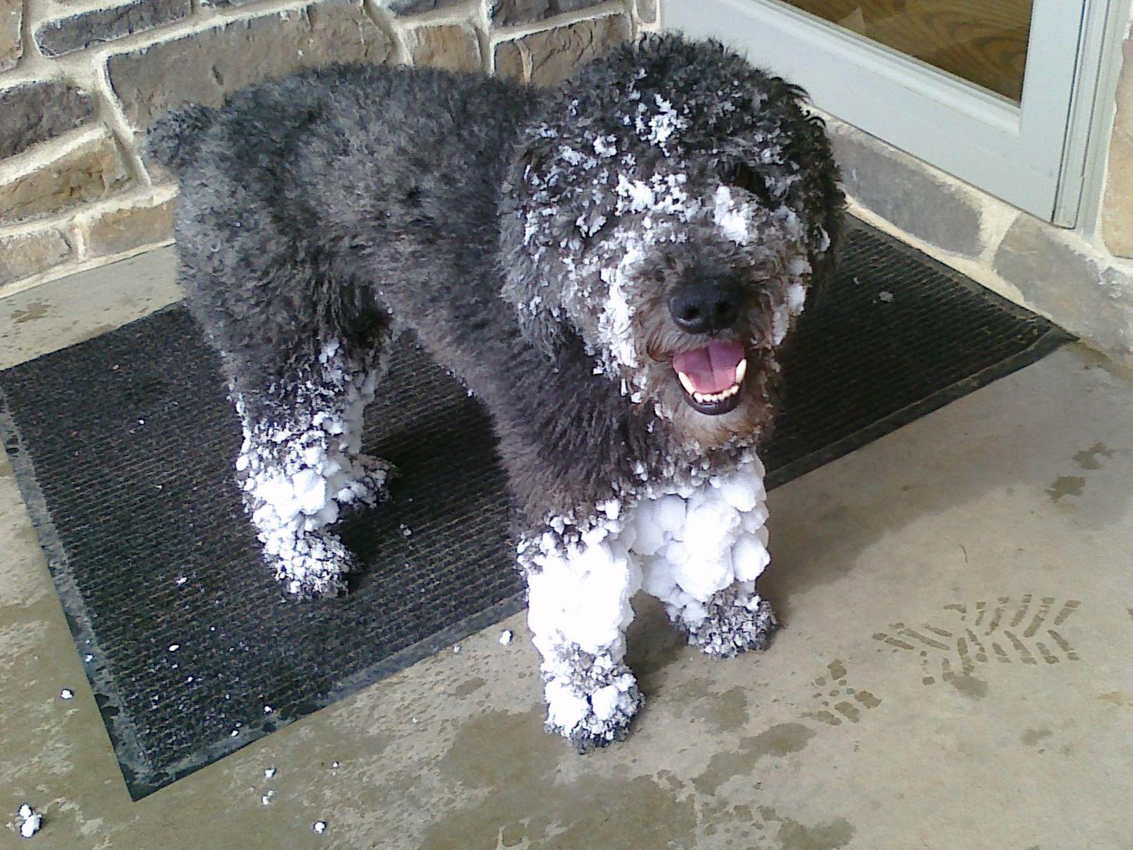 O'Reilly Kennels Spanish Water Dogs Puppies For Sale