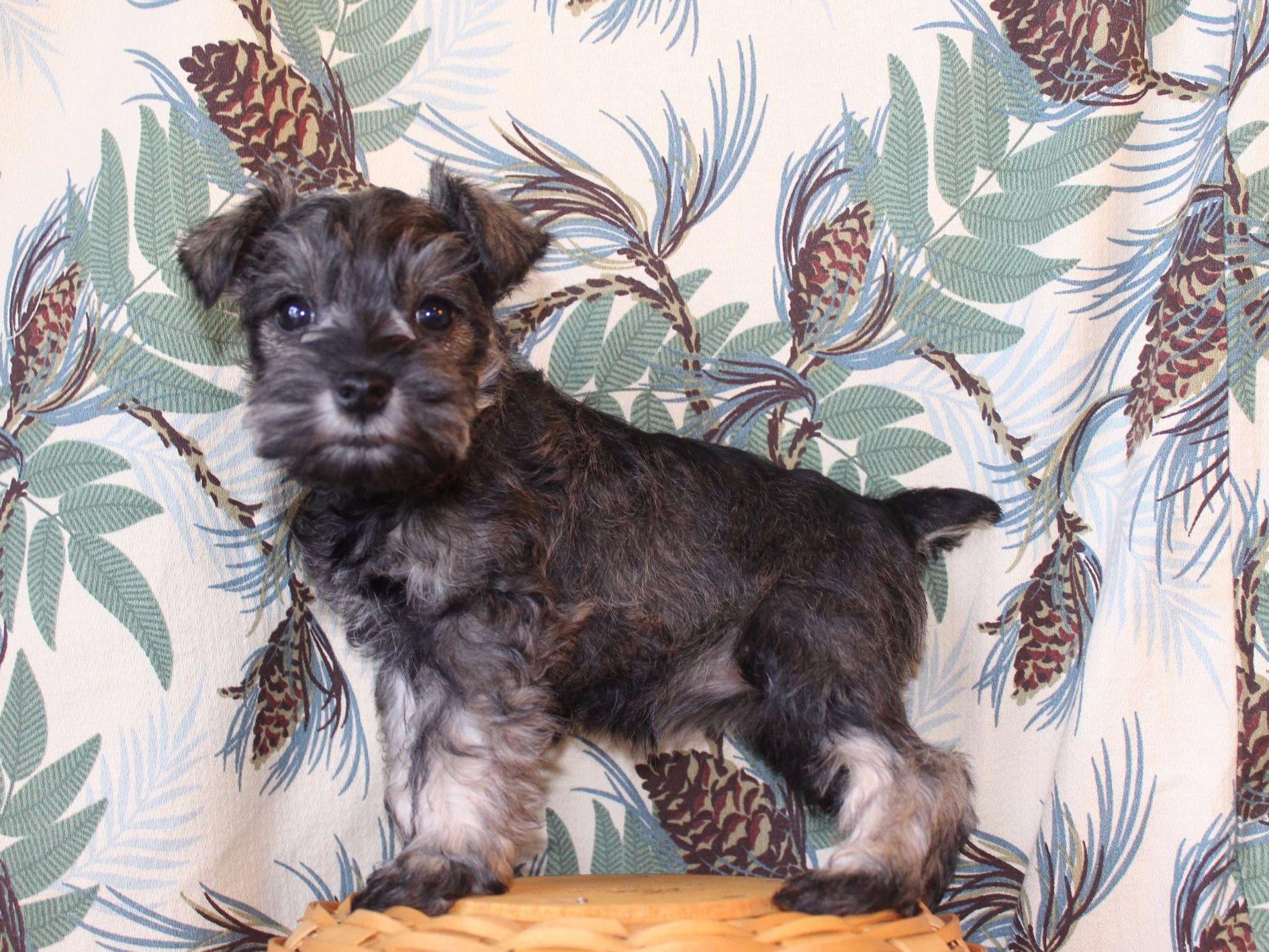 Spice Mountain Schnauzers And Standard Poodles Colorado Poodle Puppies For Sale