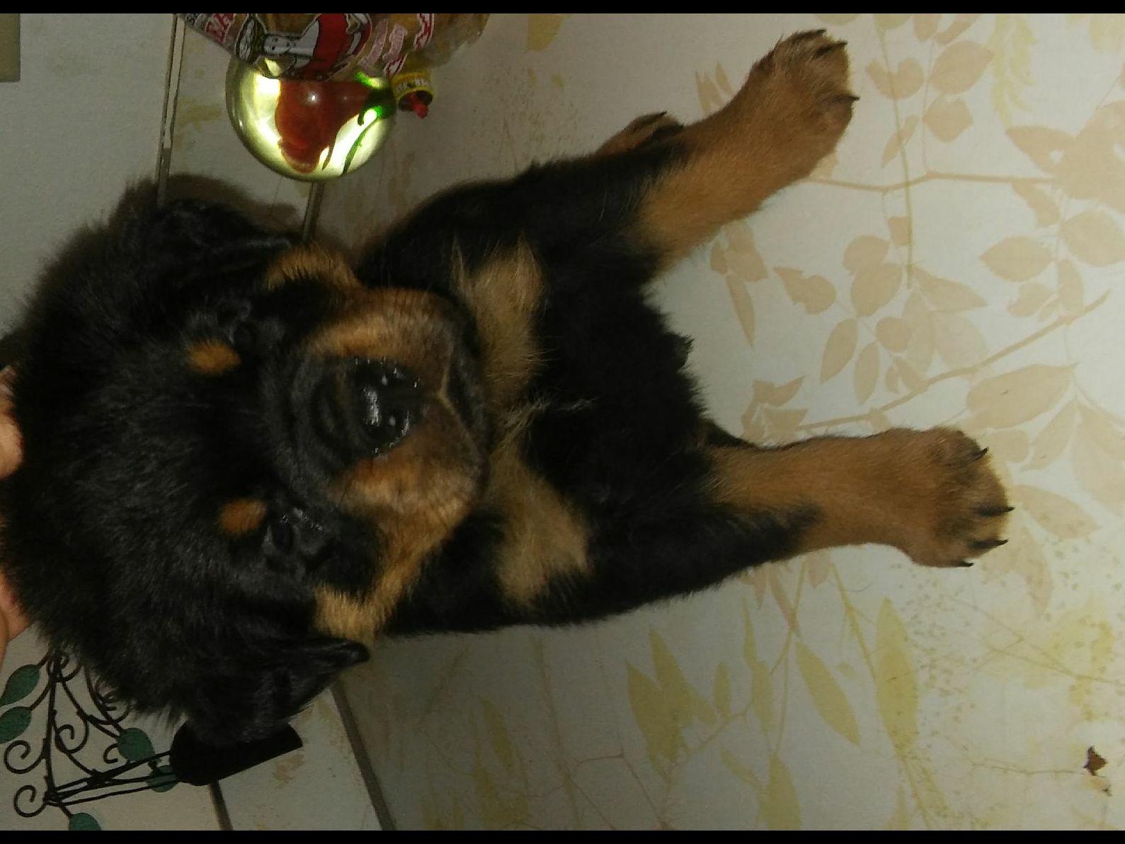 rottweiler breeders wisconsin dalton siekert breeders green bay wi rottweiler breeders wisconsin dalton siekert breeders green bay wi