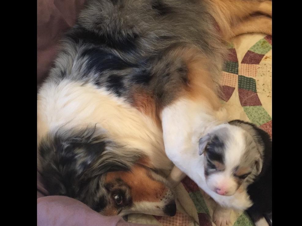 4 month old miniature australian shepherd pine spring australian shepherds australian shepherd puppies for 4 month old miniature australian shepherd pine spring australian shepherds australian shepherd puppies for