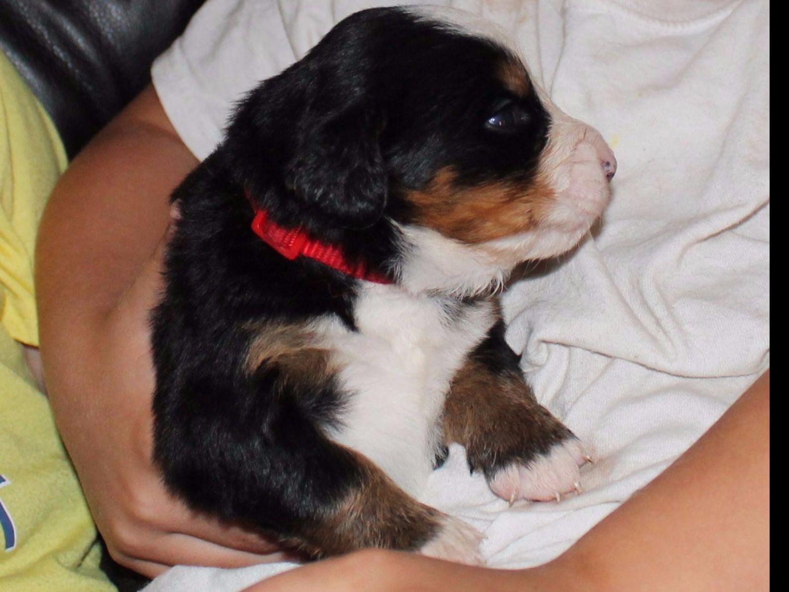 Bernese Mountain Dog For Sale by Linda Oliveri - American ...