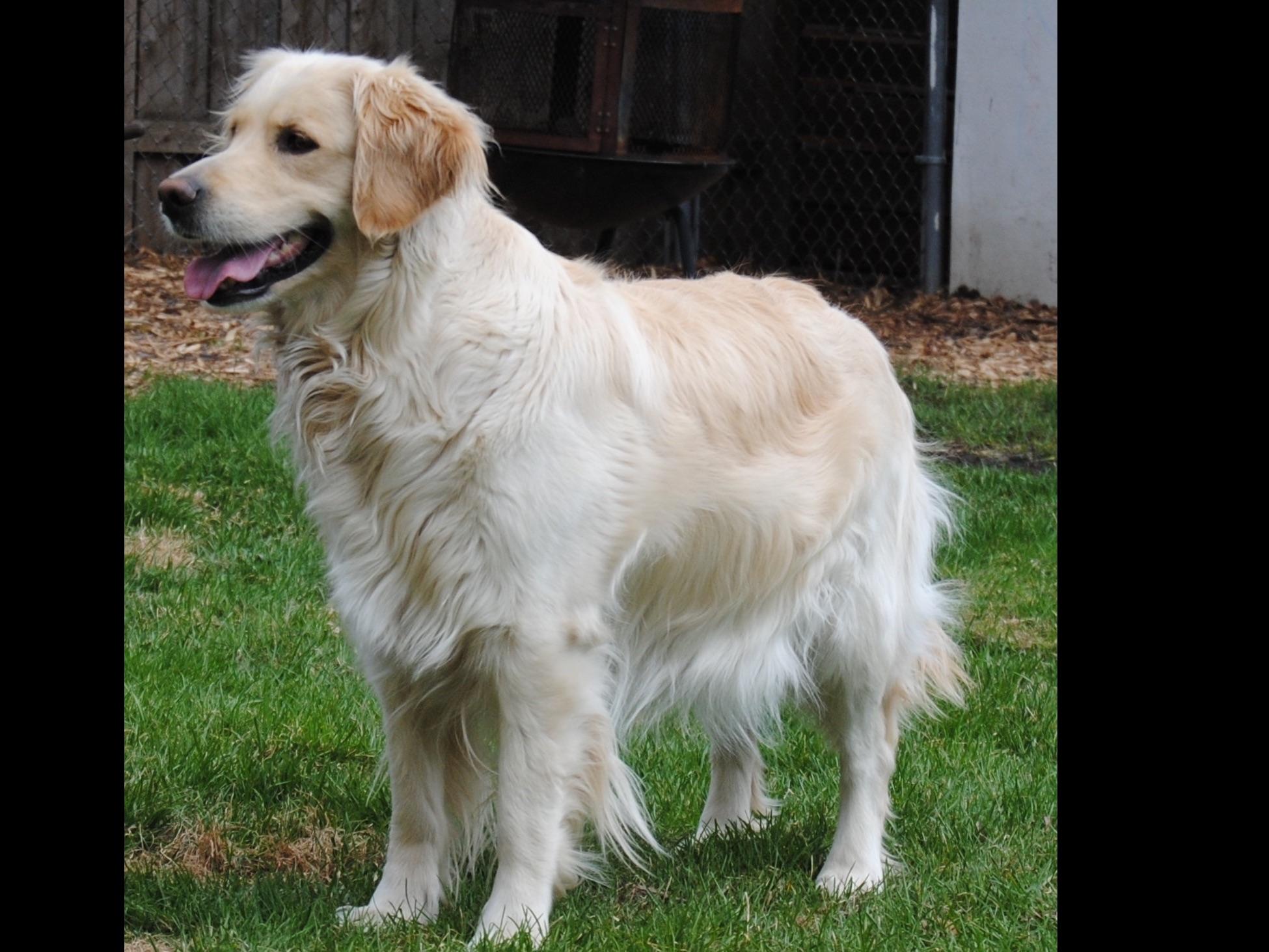 golden acres golden retrievers carrot acres goldens golden retriever puppies for sale golden acres golden retrievers carrot acres goldens golden retriever puppies for sale