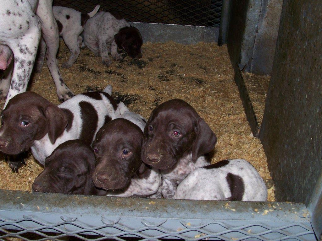 german shorthaired pointer puppies california palermo ranch kennels german shorthair pointers and labs breeders oroville ca german shorthaired pointer puppies california palermo ranch kennels german shorthair pointers and labs breeders oroville ca