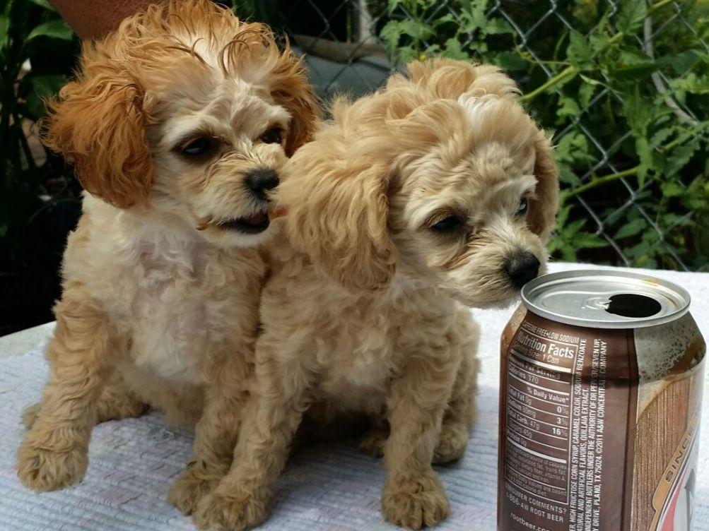 TINY TOY POODLES of Shelbyville, TN. Judy Blair Dog Breeders