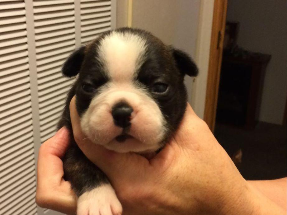 boston terrier puppies virginia boston terrier for sale by virginia smith american kennel club boston terrier puppies virginia boston terrier for sale by virginia smith american kennel club