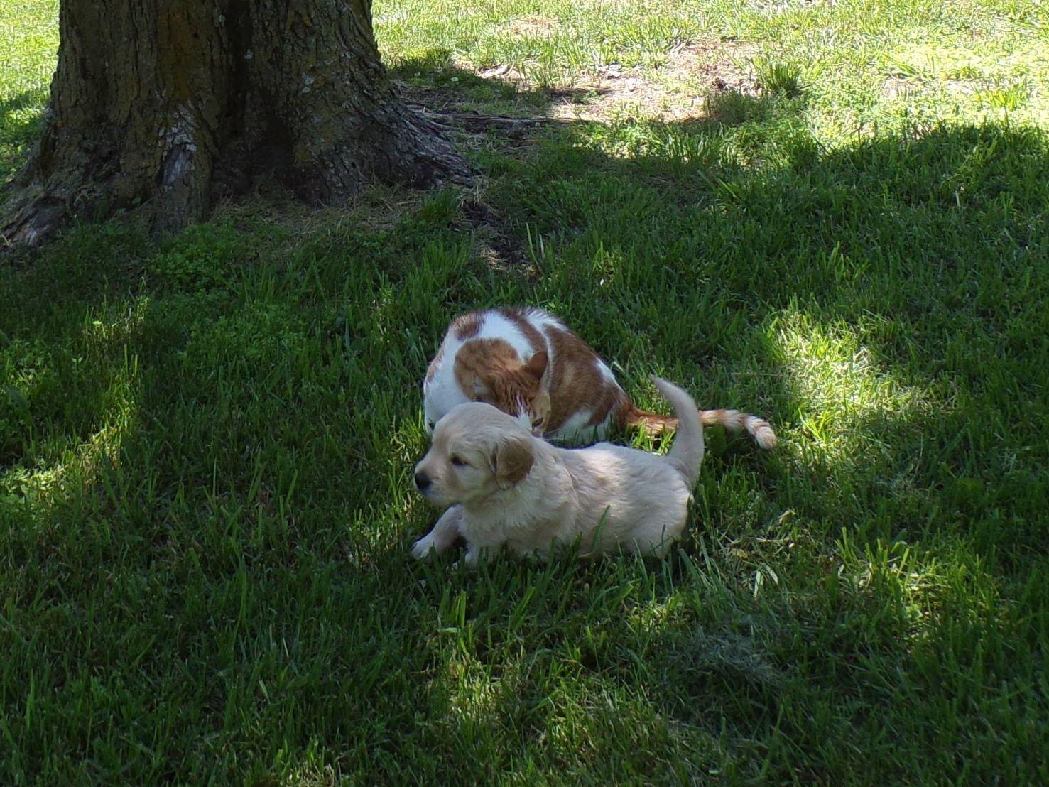 golden retriever for sale ireland golden retriever pups for sale louth dogs our friends photo golden retriever for sale ireland golden retriever pups for sale louth dogs our friends photo