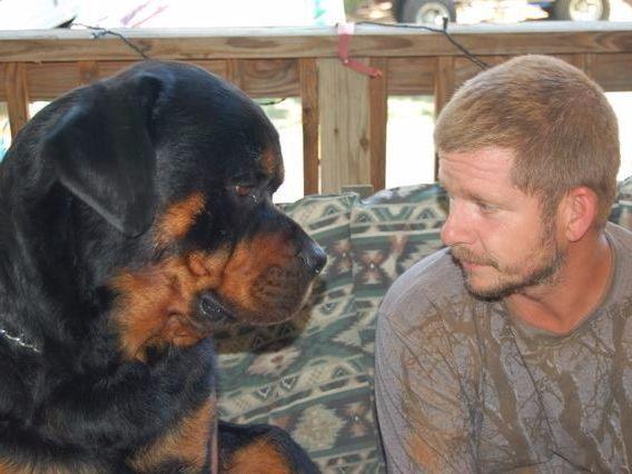 guardian rottweiler rottweiler for sale by k9 guardian farms american kennel club guardian rottweiler rottweiler for sale by k9 guardian farms american kennel club