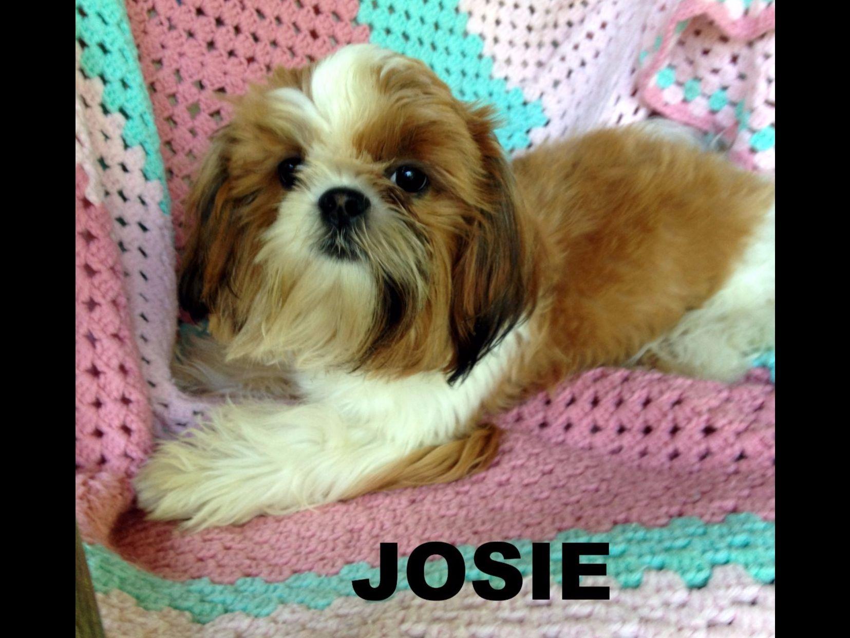 shih tzu carolina carolina shih tzu breeders spruce pine nc shih tzu carolina carolina shih tzu breeders spruce pine nc